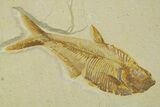 Detailed Fossil Fish (Diplomystus) - Wyoming #373832-1